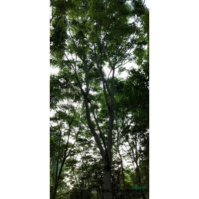 沭陽國干苗圃常年供應(yīng)金森女貞球