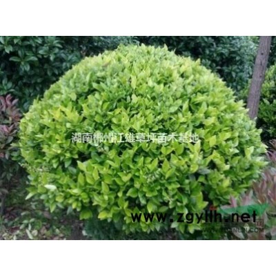 金森女貞球/湖南金森女貞