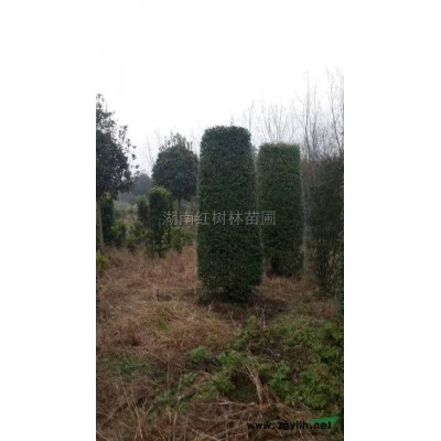 湖南高桿紅葉石楠信息