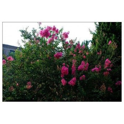 野生香樟 樸樹 桂花等