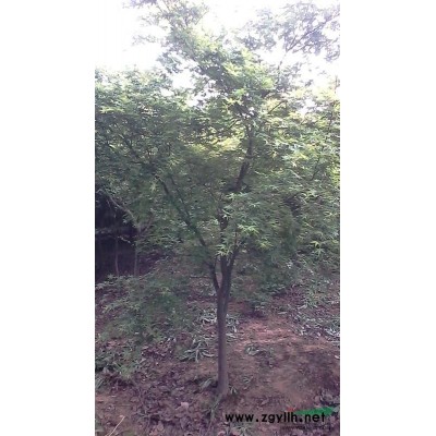 合肥紅葉石楠樹價格，高桿紅葉石楠價格，獨桿紅葉石楠價格