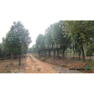 各種工程小苗、春娟、紅繼木、紅葉石楠、金森女貞、法國冬青