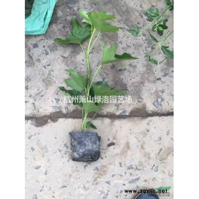 浙江省杭州市蕭山區供應紅葉石楠杯苗