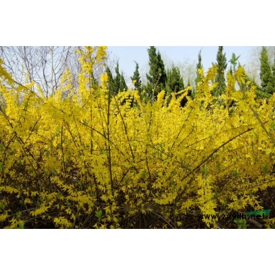 蕭山紅葉石楠柱子H180-350/毛球/球，密實漂亮，土球好