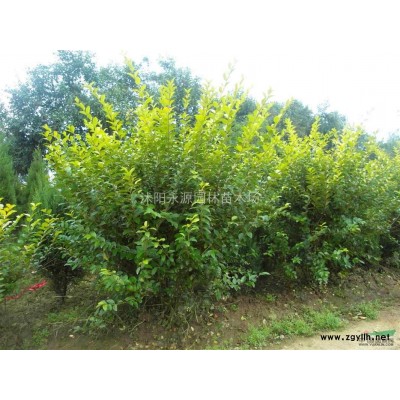 江蘇法國冬青，珊瑚樹，法青