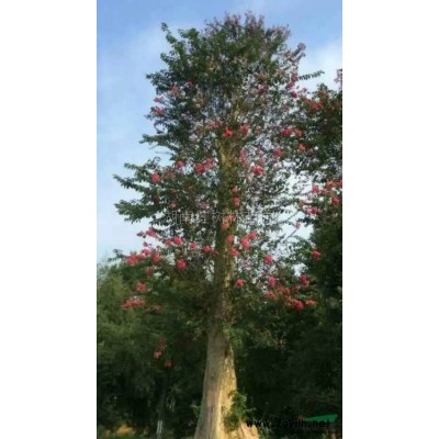 法國冬青、湖南法國冬青行情