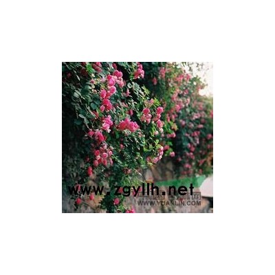 法國冬青行情報價\法國冬青圖片展示