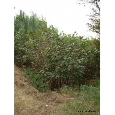 美人梅、木瓜.石楠、法國(guó)冬青