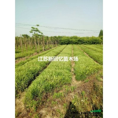 苗圃出售精品金邊黃楊球冠1.5米～2米