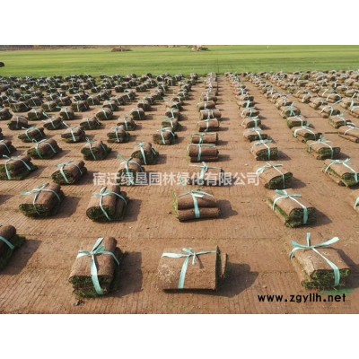 金邊黃楊·金邊黃楊圖片·金邊黃楊價格