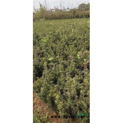 九江娜塔櫟小苗培育基地 當年生娜塔櫟小苗優質供應商 特價娜塔櫟小苗