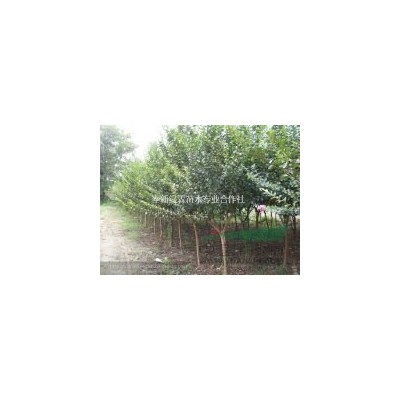 長期供應：娜塔櫟.檫木.水杉.池杉.江南榿木等一至兩年生小苗