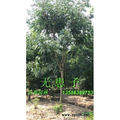 珊瑚樸、南酸棗、苦櫧（青岡櫟）、娜塔櫟、濕地松、