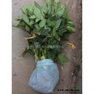 蕭山金邊黃楊，大葉黃楊，法國冬青插秧苗