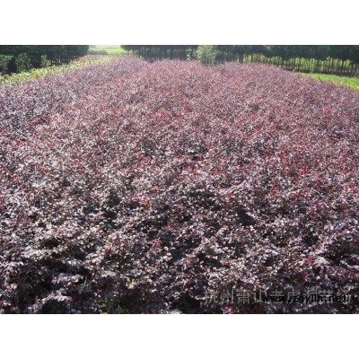 大葉梔子花、龜甲冬青、海桐球、杜鵑、金邊黃楊