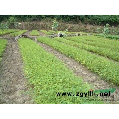 【低價銷售，品質保證】西南地區適應性金邊黃楊