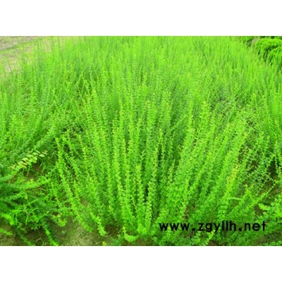 金邊黃楊、灑金柏、美人蕉