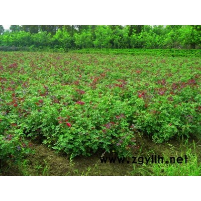 高度40公分的金邊黃楊60000棵