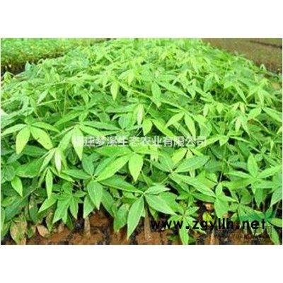 油茶苗 銷售40萬棵油茶苗