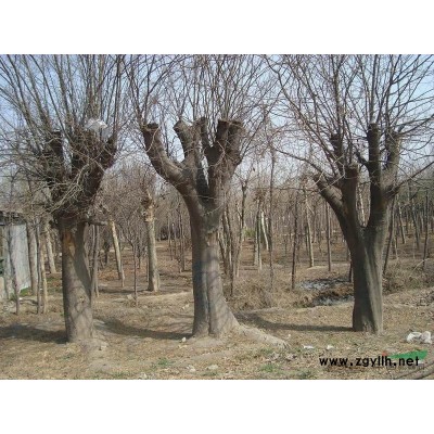 山東紅葉石楠、山東紅葉石楠供應(yīng)、出售山東紅葉石楠