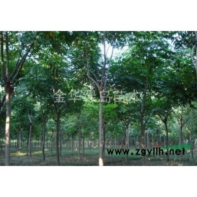 紅葉石楠價格 浙江紅葉石楠價格 1-15公分金華紅葉石楠供應