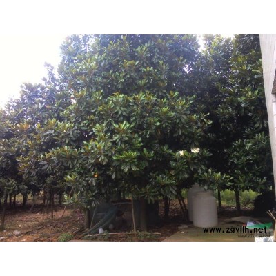 供應美國紅楓 廣玉蘭 香樟 紅豆杉 紅葉石楠