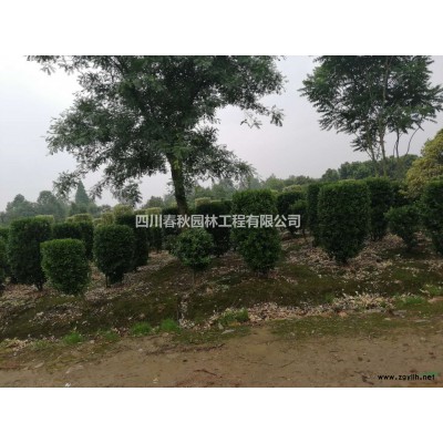 成都金邊黃楊柱高1.7-2.3米