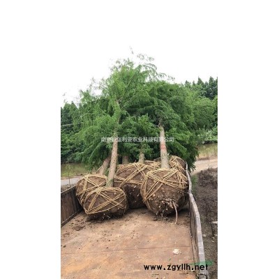 便宜處理12-14公分娜塔櫟