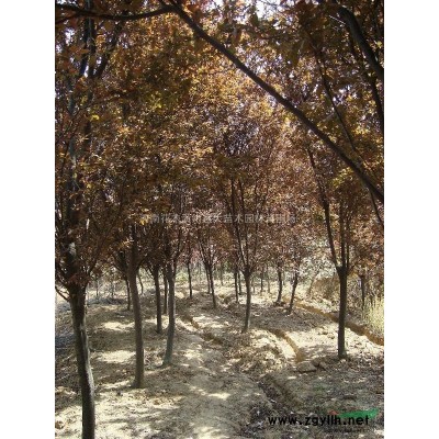 河南供應大葉黃楊，河南金邊黃楊，河南金桂，河南黑松，潢川烏桕