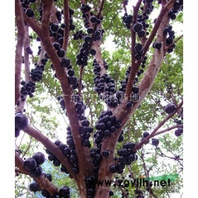 大量供應(yīng)金邊黃楊一年小苗！