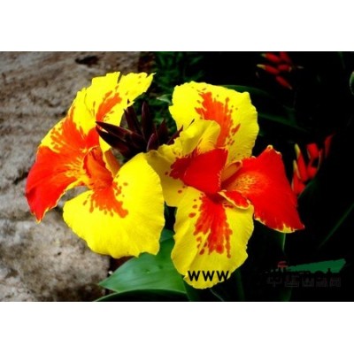 江蘇省沭陽(yáng)縣供應(yīng);龍柏球,海桐球,火棘球,金邊黃楊