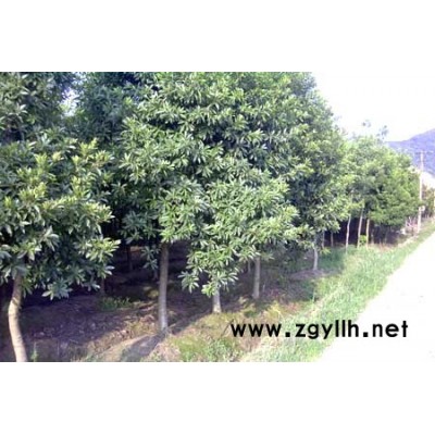 龍柏球、灑金柏、石楠、小葉女貞、金邊黃楊