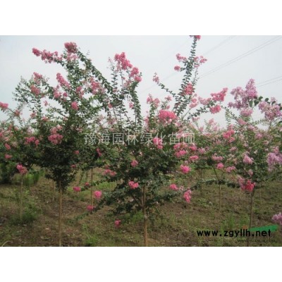 法國冬青小苗、紅葉小檗、瓜子黃楊、色塊苗木