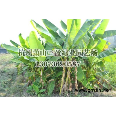 法國冬青、瓜子黃楊、大葉黃楊、火棘