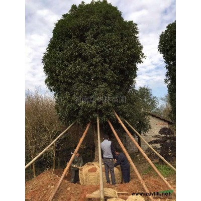 金邊黃楊球、湖南金邊黃楊球價格