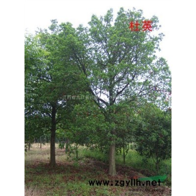 紅葉石楠，江西紅葉石楠，九江紅葉石楠，紅葉石楠價格