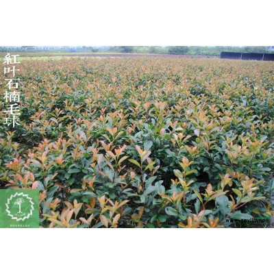 蕭山高度80法國冬青