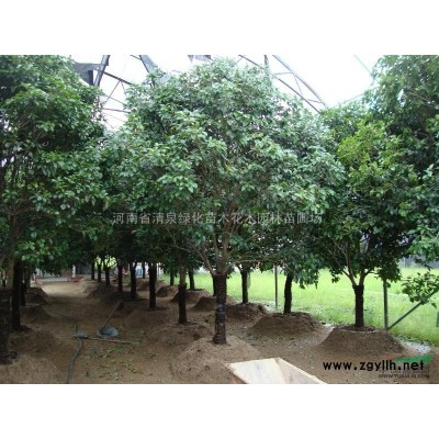 耐寒法國冬青、耐寒紅花繼木、高桿女貞深山含笑