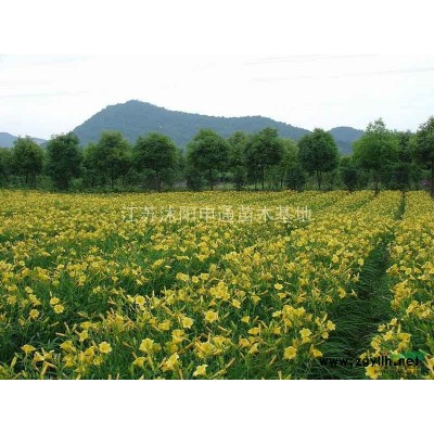 法國冬青 法國冬青*新價格 法國冬青基地