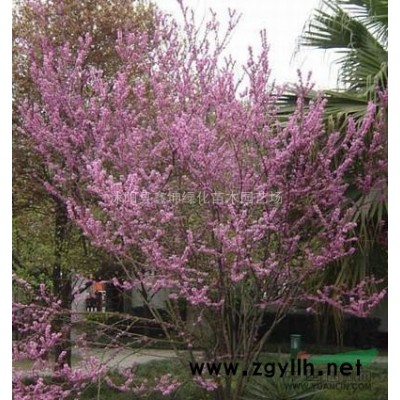 紅葉石楠樹價(jià)格 紅葉石楠球價(jià)格