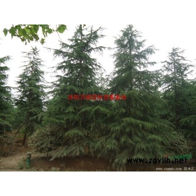 *金邊黃楊基地 低價供應各種規格金邊黃楊 基地直銷