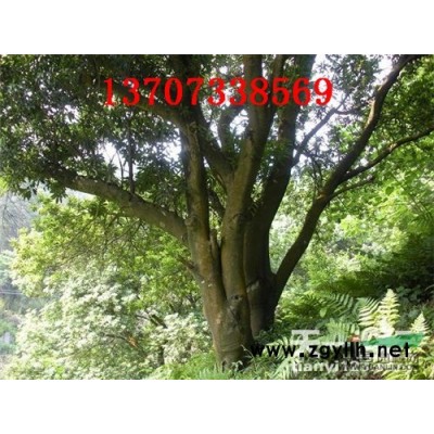 紅繼木 杜鵑 金葉女貞 金邊黃楊 茶花 梔子小苗