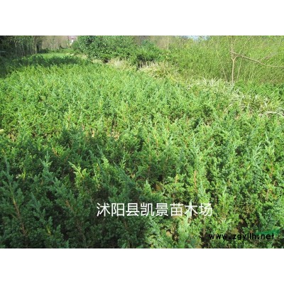 供應(yīng)大葉黃楊、小葉黃楊、金邊黃楊、北海道黃楊