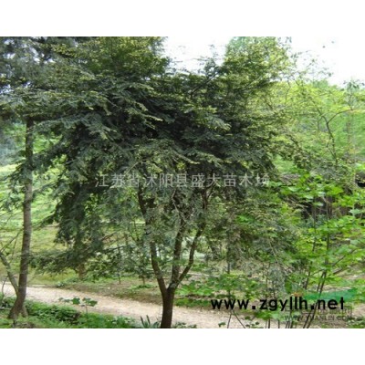 低價供應(yīng) 金邊黃楊球 各種規(guī)格都有