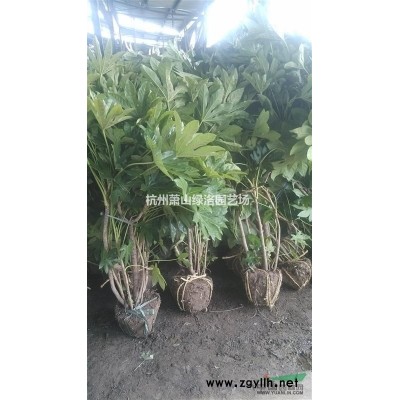 浙江省杭州市蕭山區供應金邊黃楊小毛球