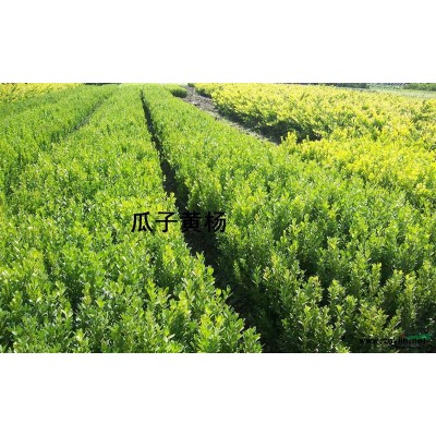 （供應）金邊黃楊