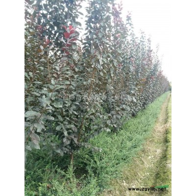 高產(chǎn)量油茶苗，湖南地區(qū)大量供應(yīng)高產(chǎn)量油茶苗