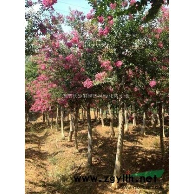 良種油茶，無(wú)性系高產(chǎn)油茶苗