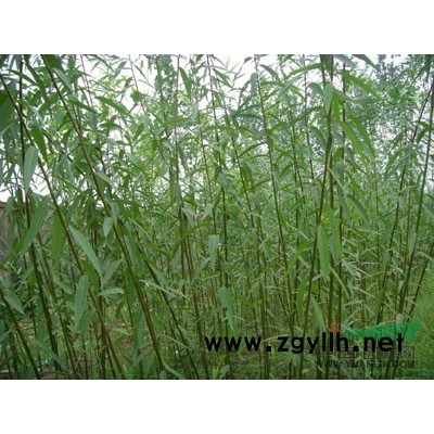 江蘇紅葉石楠批發(fā)/江蘇紅葉石楠供應(yīng)/江蘇紅葉石楠