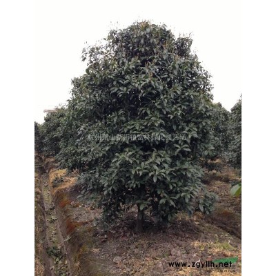 浙江蕭山大小規格法國冬青（青珊瑚）出售